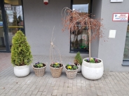 Zakwitły bratki na Polankach3