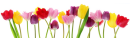 separator tulipany